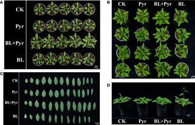 The combined formulation of brassinolide and pyraclostrobin increases biomass and seed yield by improving photosynthetic capacity in Arabidopsis thaliana